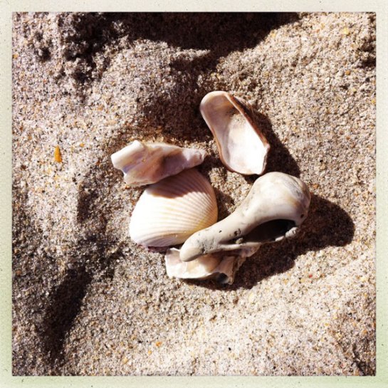 seashells