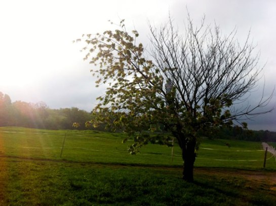 Det här trädet har jag funderat mycket över under maj - varför väljer det att bara ha blad på hälften av grenarna?..