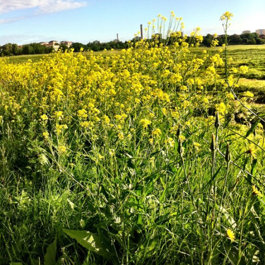 ... och titta lite närmare.