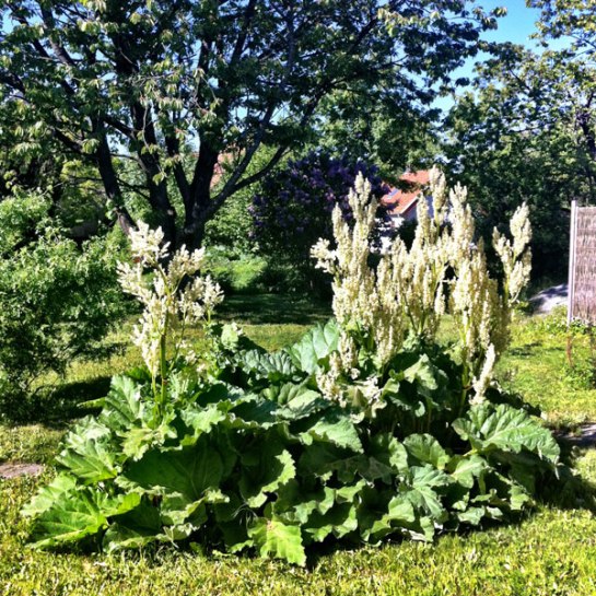 Rabarbus Monstruösus.